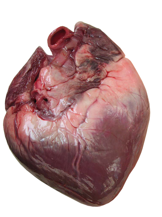 graphic of heart